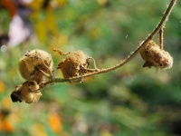 sept_32a_groot.jpg