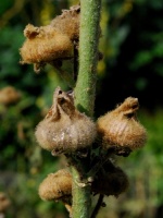 sept_32b_groot.jpg