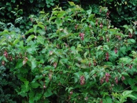 juni_2009_01a_groot.jpg