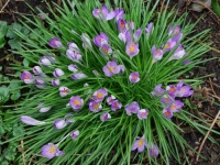 maart_2009_01a_groot.jpg