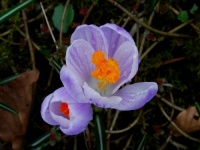 maart_2009_01d_groot.jpg