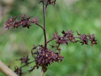 maart_2009_27c_groot.jpg