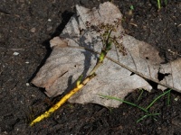 maart_2009_27d_groot.jpg