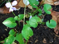 maart_2009_28a_groot.jpg