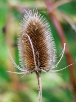 december-01-groot.jpg