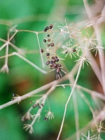 december-03-groot.jpg
