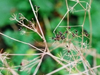 december-04-groot.jpg