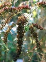 december-18-groot.jpg