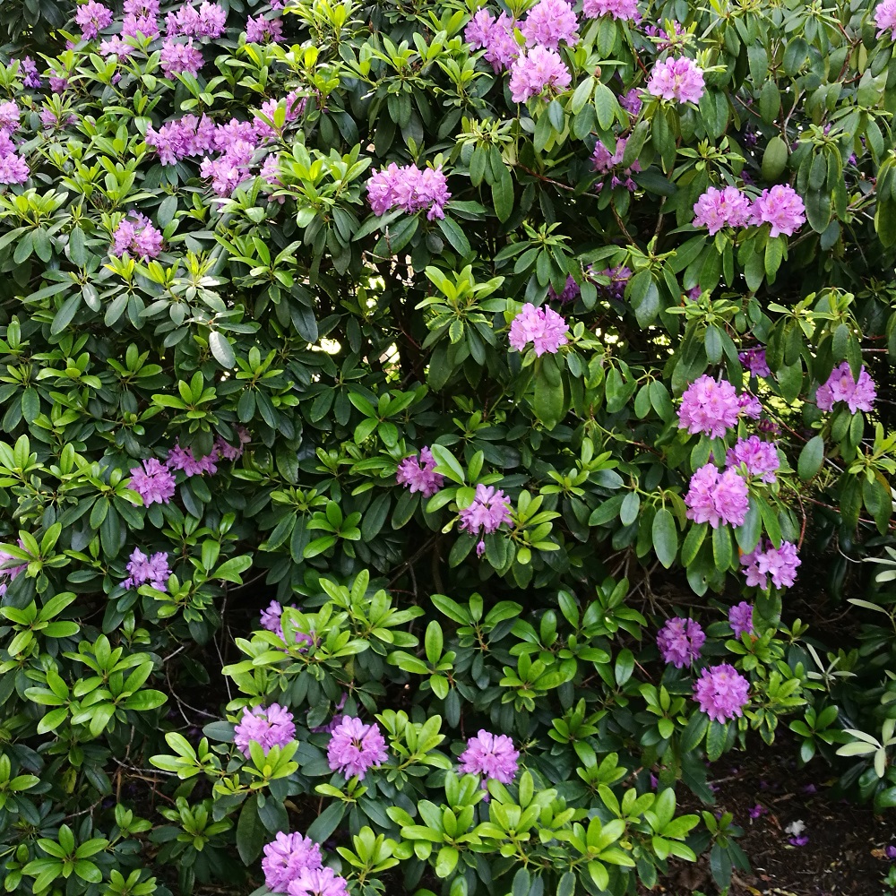 Pontische Rododendron Costerustuin