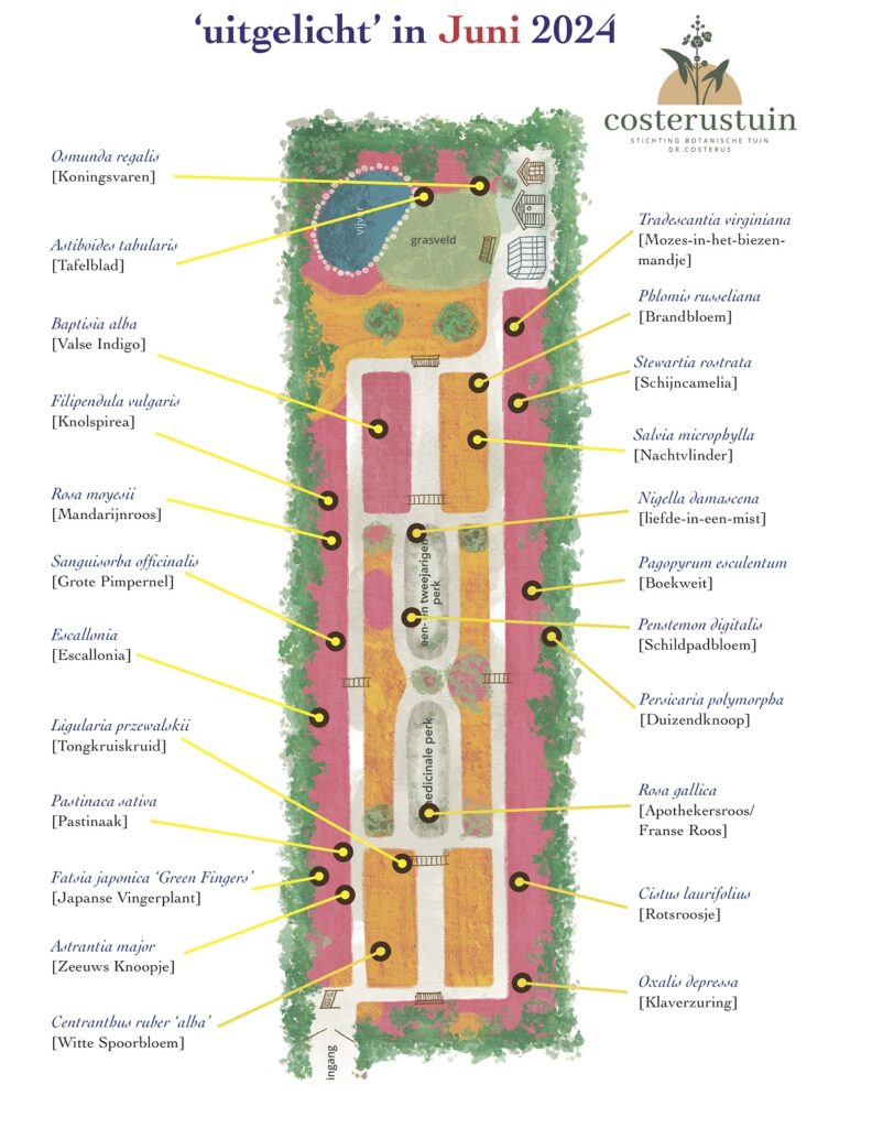 Costerustuin uitgelicht in juni 2024